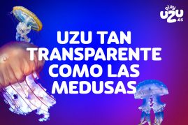 medusas transparentes como uzu